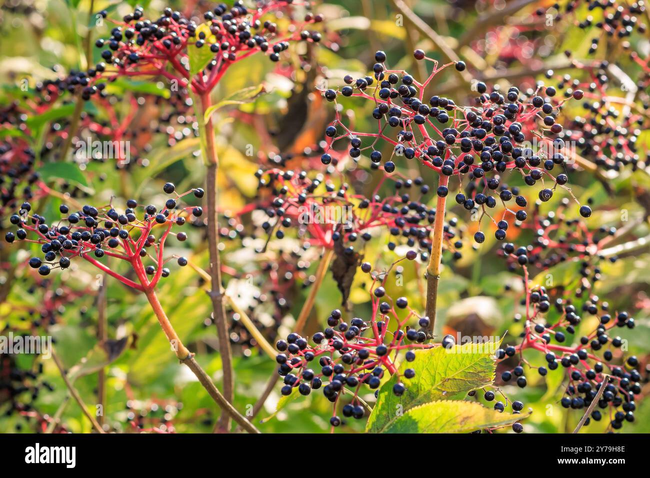 Le bacche di Sambucus nigra sono mostrate con foglie verdi. Goditi le bacche ricche di vitamine del raccolto stagionale. Utilizzare le proprietà curative dei sambuchi Foto Stock