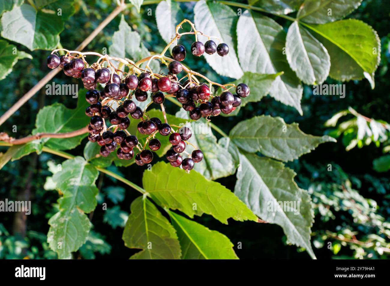 Le bacche di Sambucus nigra sono mostrate con foglie verdi. Goditi le bacche ricche di vitamine del raccolto stagionale. Utilizzare le proprietà curative dei sambuchi Foto Stock