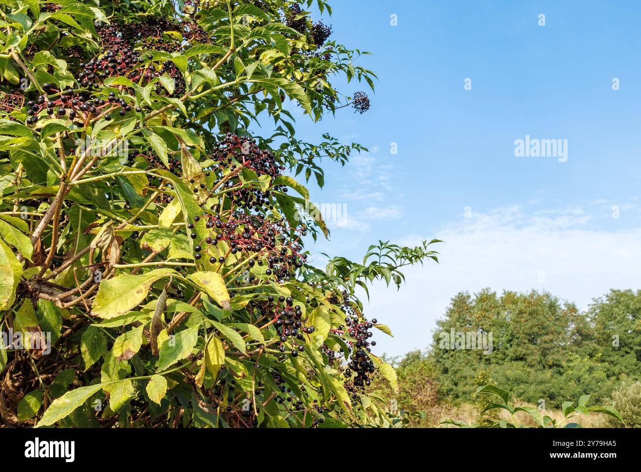 Le bacche di Sambucus nigra sono mostrate con foglie verdi. Utilizzare le proprietà curative dei sambuchi per rimedi naturali. Goditi le bacche ricche di vitamine di Foto Stock
