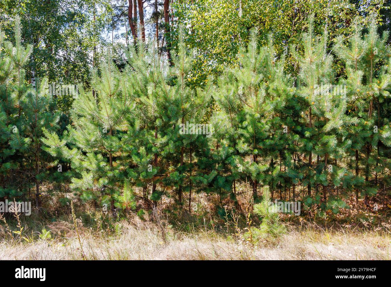 Giovani pini nella foresta in una giornata di sole. Restauro di una giovane pineta. Alberi di Natale di pino che crescono in un vivaio vicino alla foresta. Foto Stock