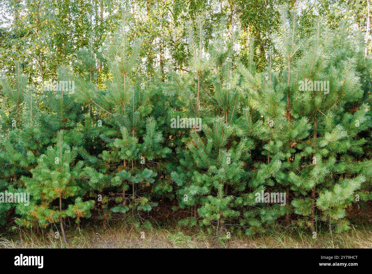 Nella foresta crescono piccoli pini. Alberi di Natale di pino che crescono in un vivaio vicino alla foresta Foto Stock