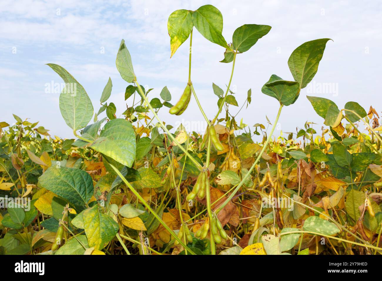 I baccelli di soia peloso verde e giallo maturano in un campo di soia, primo piano. Primo piano del campo di soia. Raccolta della soia sul campo. Il concetto di una "h" generosa Foto Stock