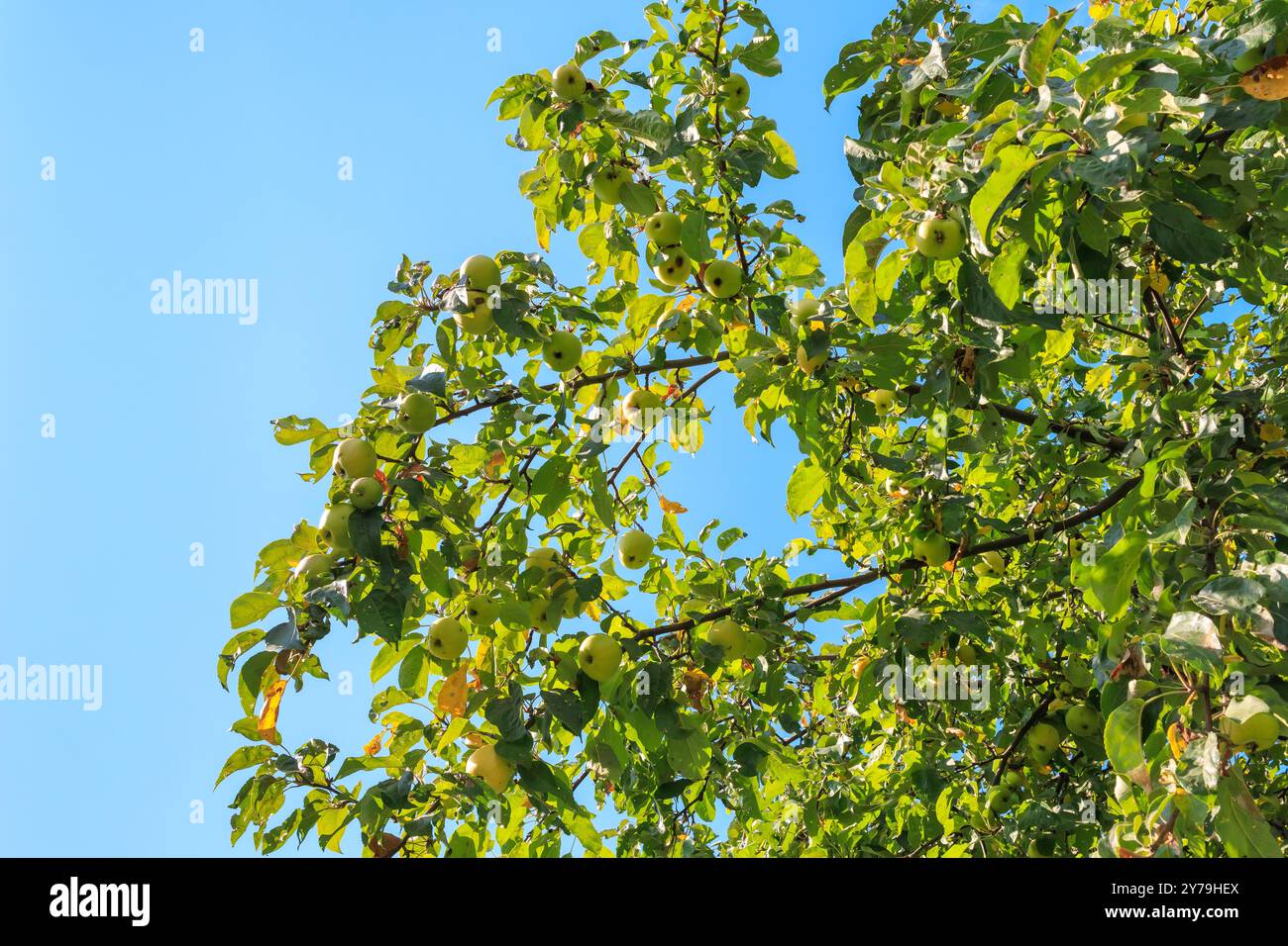 Molte mele verdi crescono sui rami di meli nel frutteto con il cielo blu sullo sfondo. Foto Stock