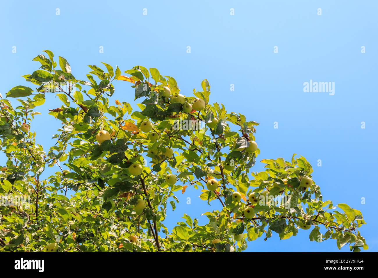 Un ramo con un sacco di mele verdi contro un cielo blu, mele fresche e sane su un ramo. Foto Stock