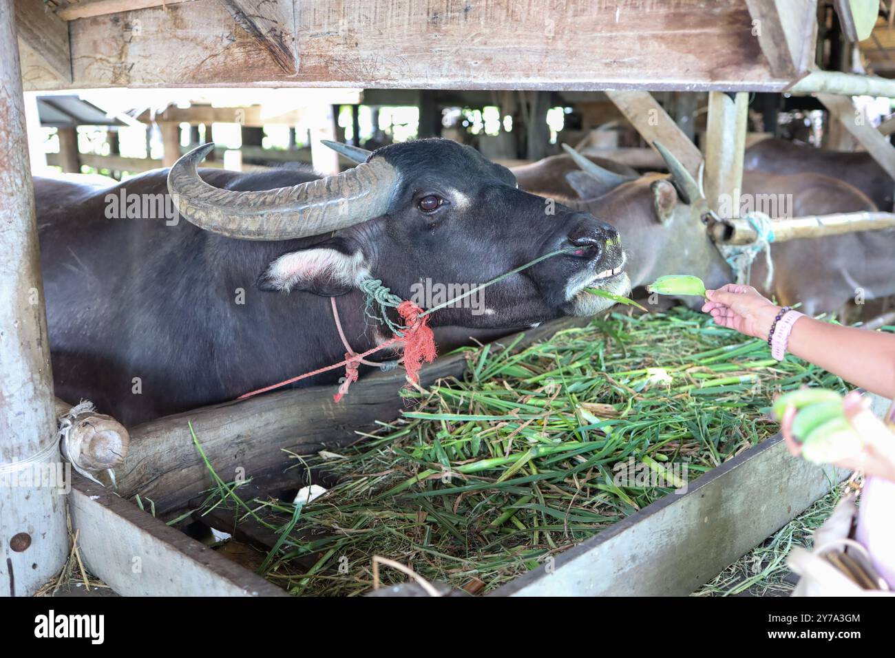 Pascolano i bufali tailandesi alla fattoria Foto Stock