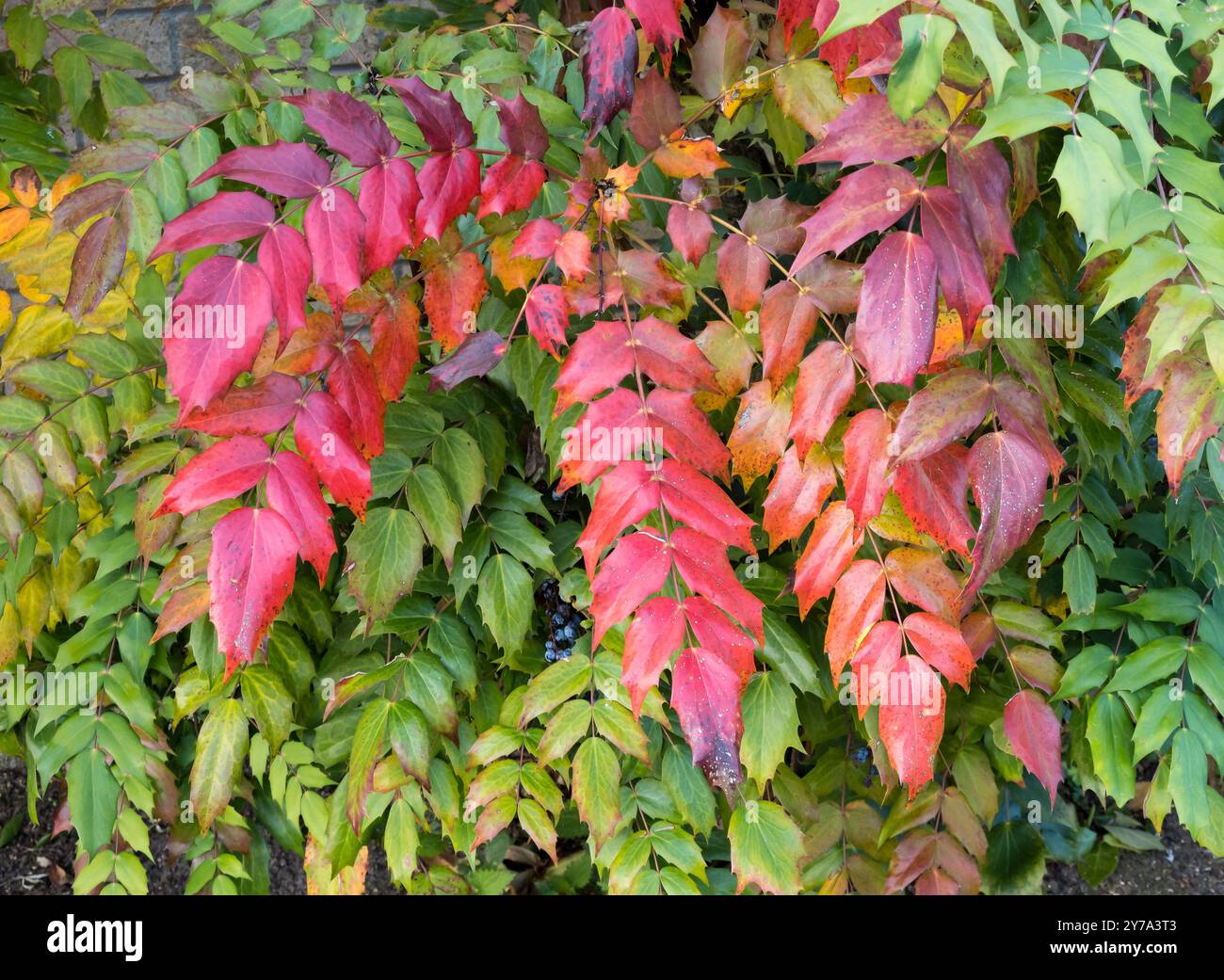 Mahonia giapponese a colori autunnali Foto Stock