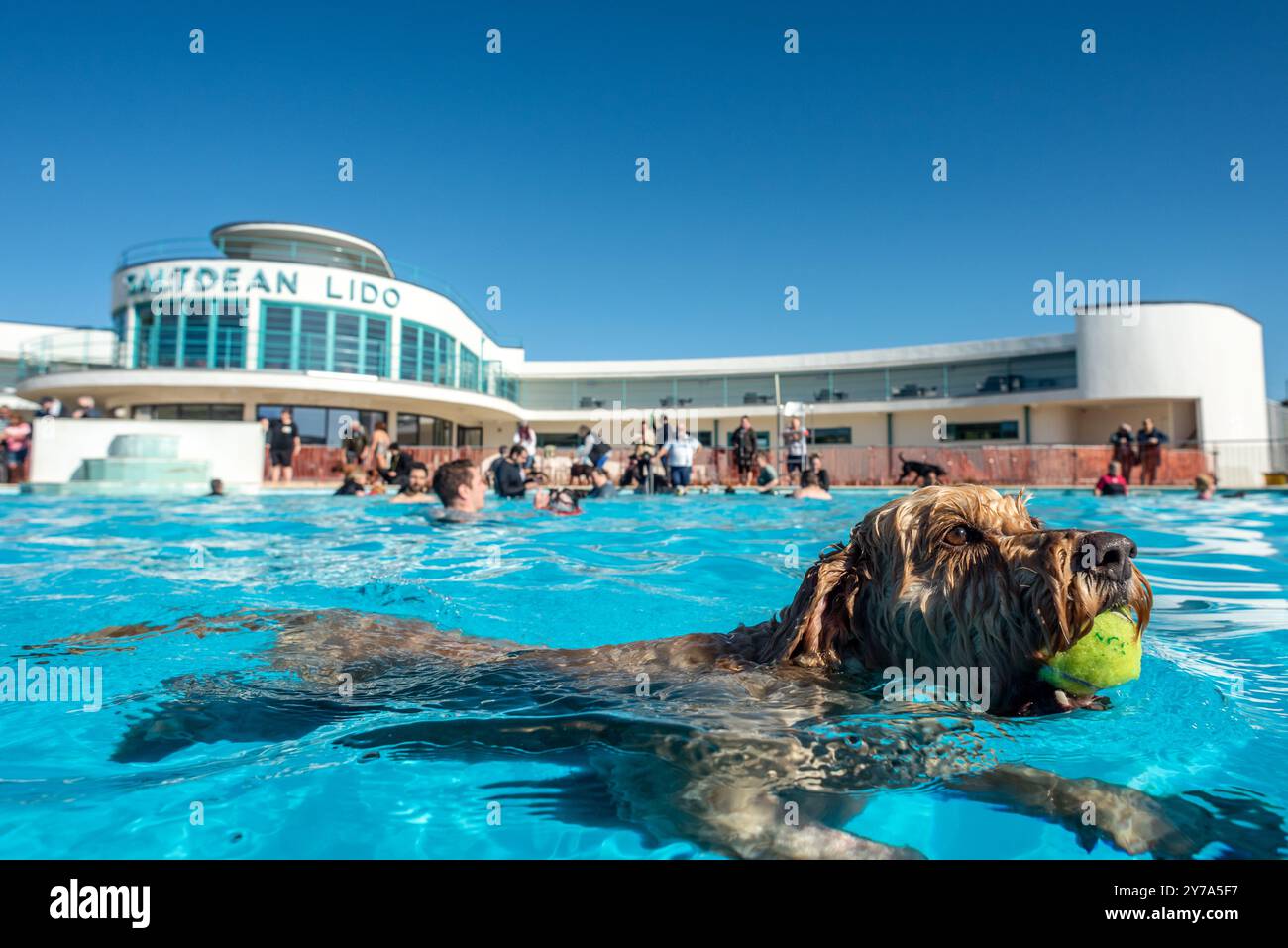 Saltdean, 28 settembre 2024: Il Lido di Saltdean nell'East Sussex ha ospitato questa mattina per l'ottavo anno consecutivo un evento di nuoto con cani, accogliendo centinaia di Do Foto Stock