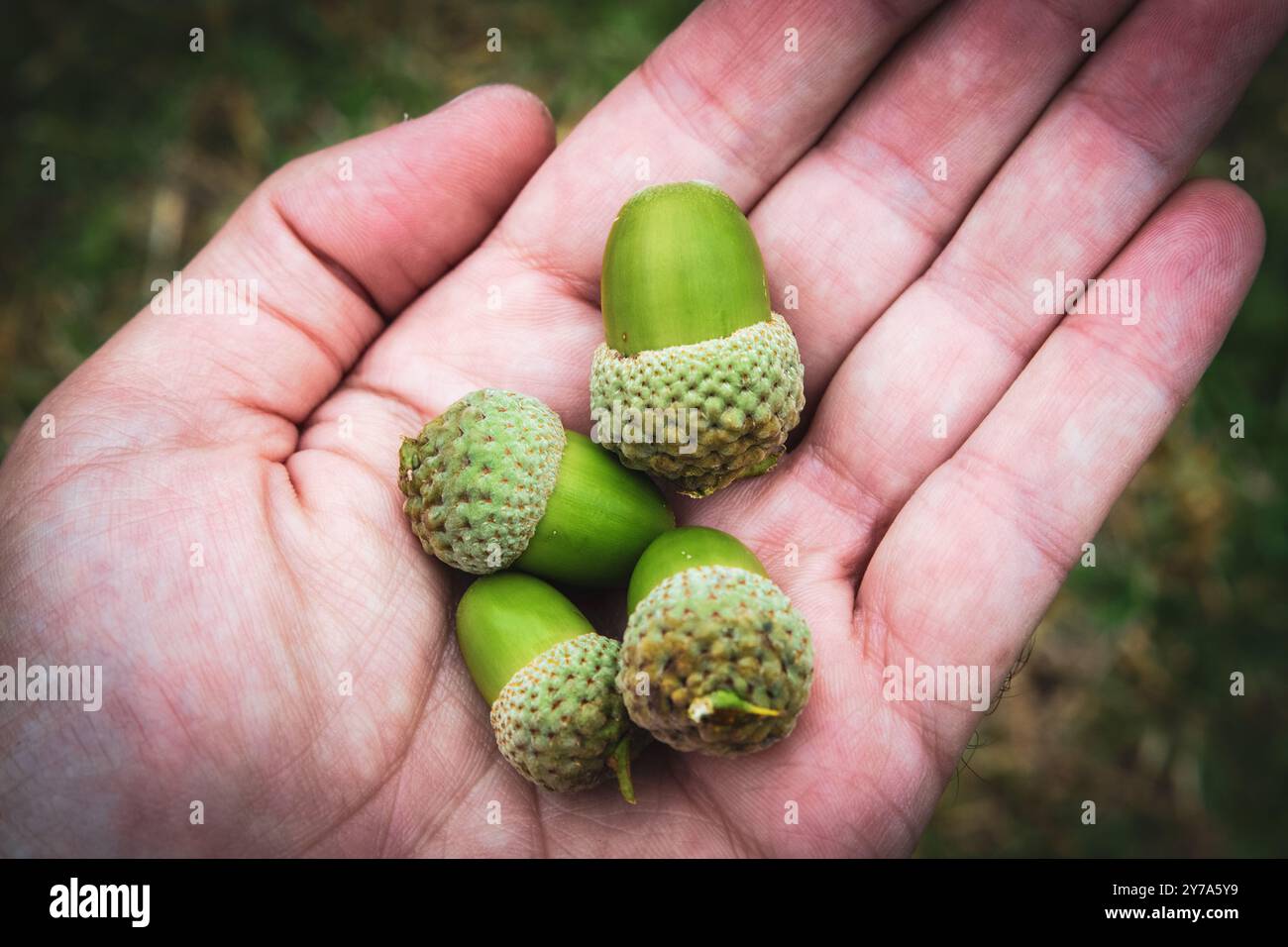 le ghiande sono i semi delle querce Foto Stock