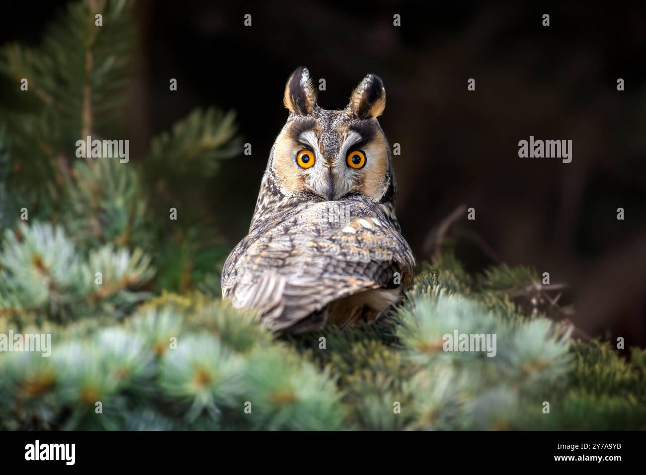 Chiudere il giovane gufo sedersi in un albero e guardare la fotocamera. Fauna selvatica scena dalla natura Foto Stock