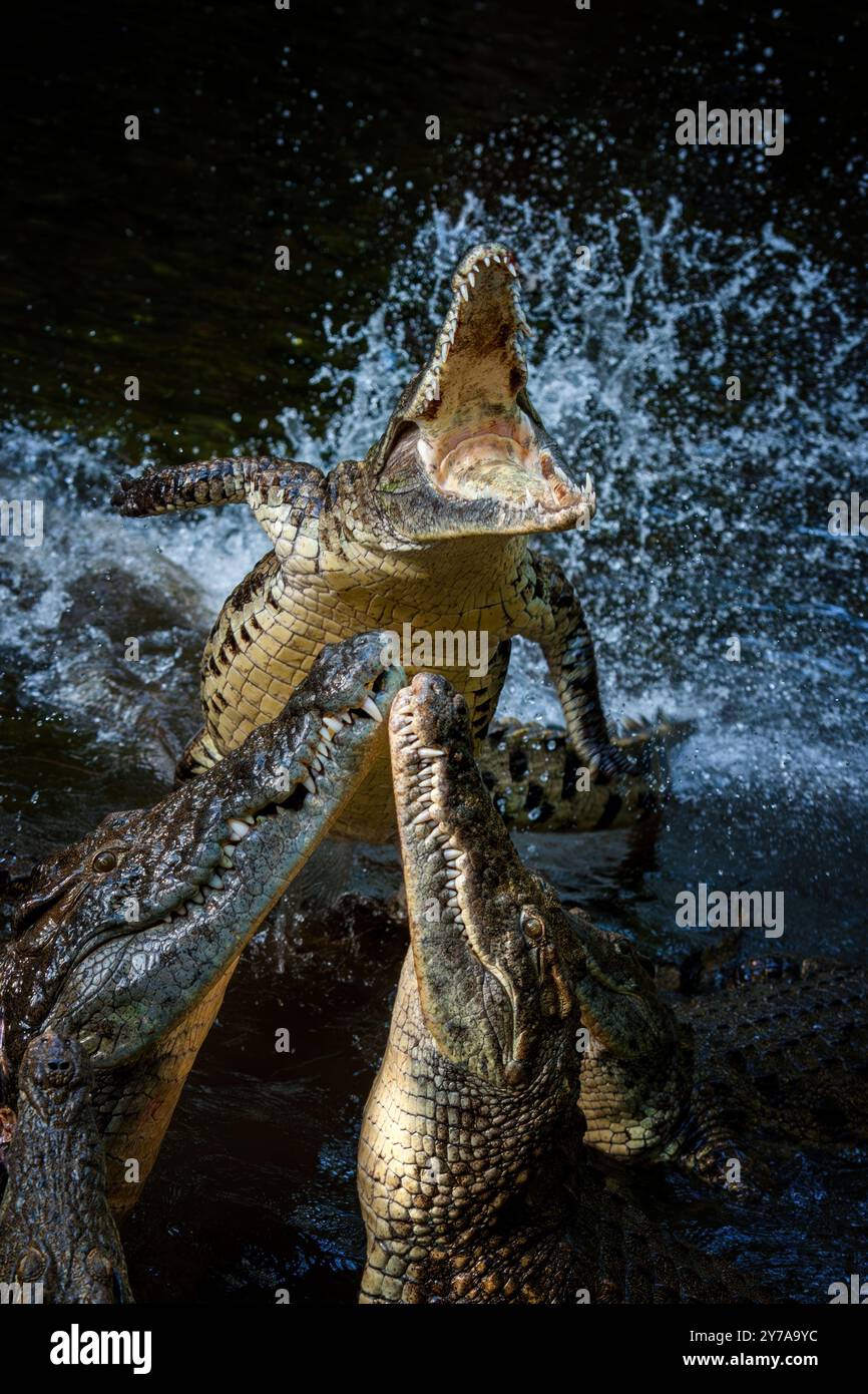 Quattro coccodrilli combattono aggressivamente in acqua, mostrando le loro potenti mascelle e i loro corpi forti mentre si scontrano tra loro Foto Stock