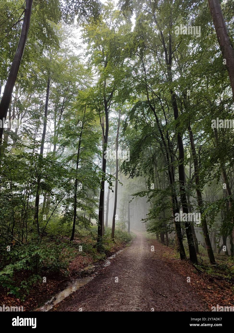 Ein Waldweg im Nebel Foto Stock