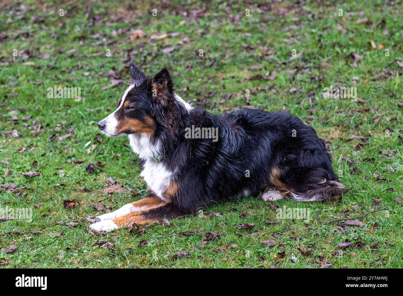 Border Collie durante l'addestramento dei cani Foto Stock