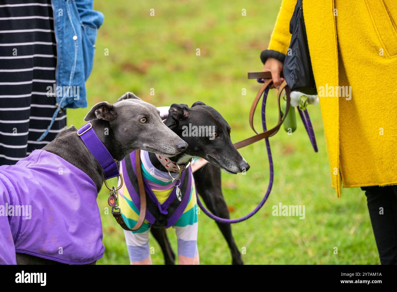 Brentwood Essex 29 settembre 2024 The Great Global Greyhound Walk; Brentwood Essex partecipazione, oltre cinquanta sighthounds, per lo più Greyhounds hanno preso parte alla Walk in Weald Park Brentwood Essx. La passeggiata terminò con salsicce per i partecipanti al cane. Crediti: Ian Davidson/Alamy Live News Foto Stock