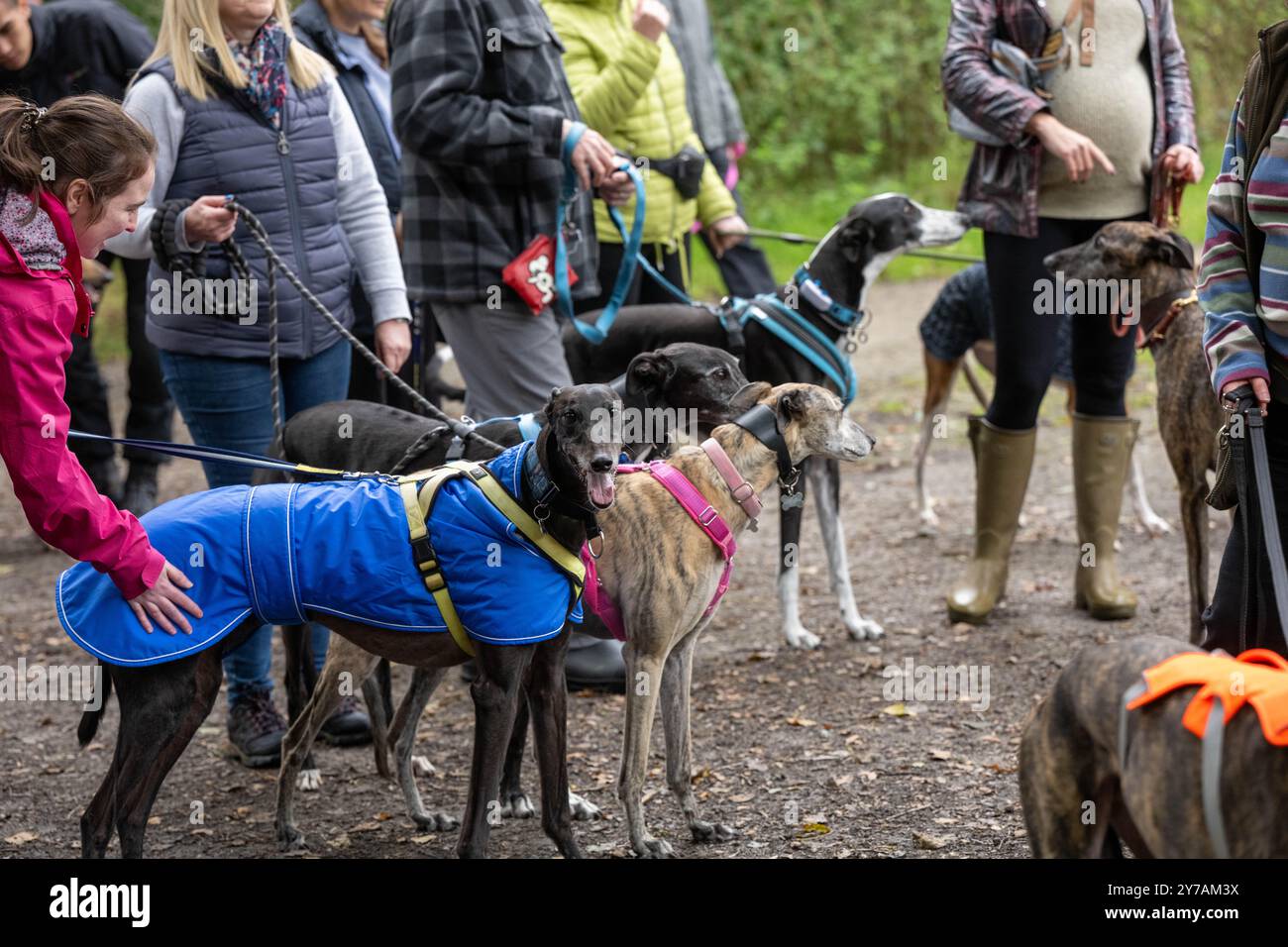 Brentwood Essex 29 settembre 2024 The Great Global Greyhound Walk; Brentwood Essex partecipazione, oltre cinquanta sighthounds, per lo più Greyhounds hanno preso parte alla Walk in Weald Park Brentwood Essx. La passeggiata terminò con salsicce per i partecipanti al cane. Crediti: Ian Davidson/Alamy Live News Foto Stock