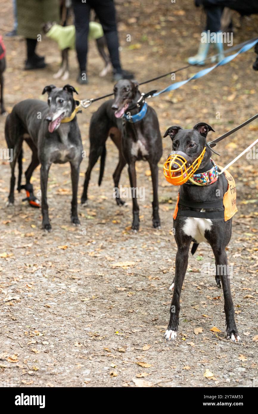 Brentwood Essex 29 settembre 2024 The Great Global Greyhound Walk; Brentwood Essex partecipazione, oltre cinquanta sighthounds, per lo più Greyhounds hanno preso parte alla Walk in Weald Park Brentwood Essx. La passeggiata terminò con salsicce per i partecipanti al cane. Crediti: Ian Davidson/Alamy Live News Foto Stock