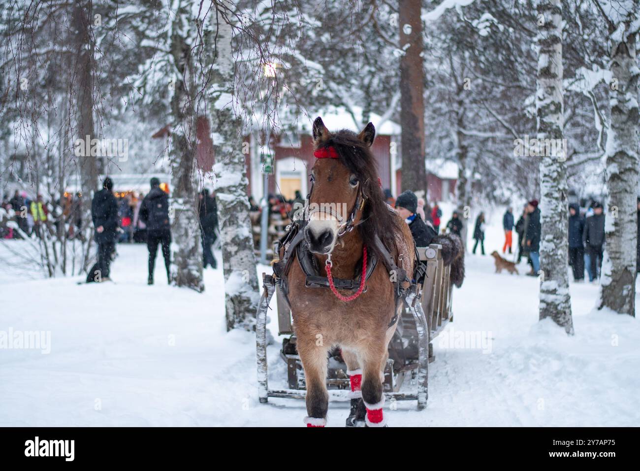 Umea, Svezia - 5 dicembre 2021 equitazione per la fiaba di Babbo Natale da bambini e famiglie nel paesaggio invernale. Tradizionale mercatino di Natale al principale Foto Stock