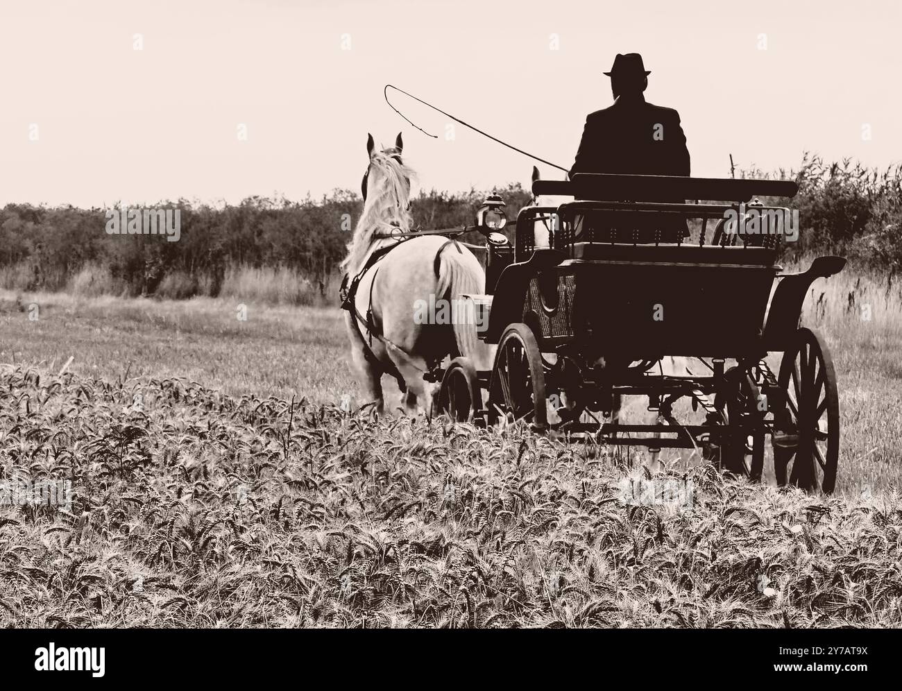 Cavallo e carrozza; foto in bianco e nero d'epoca che una carrozza guida attraverso un campo di grano. Foto Stock