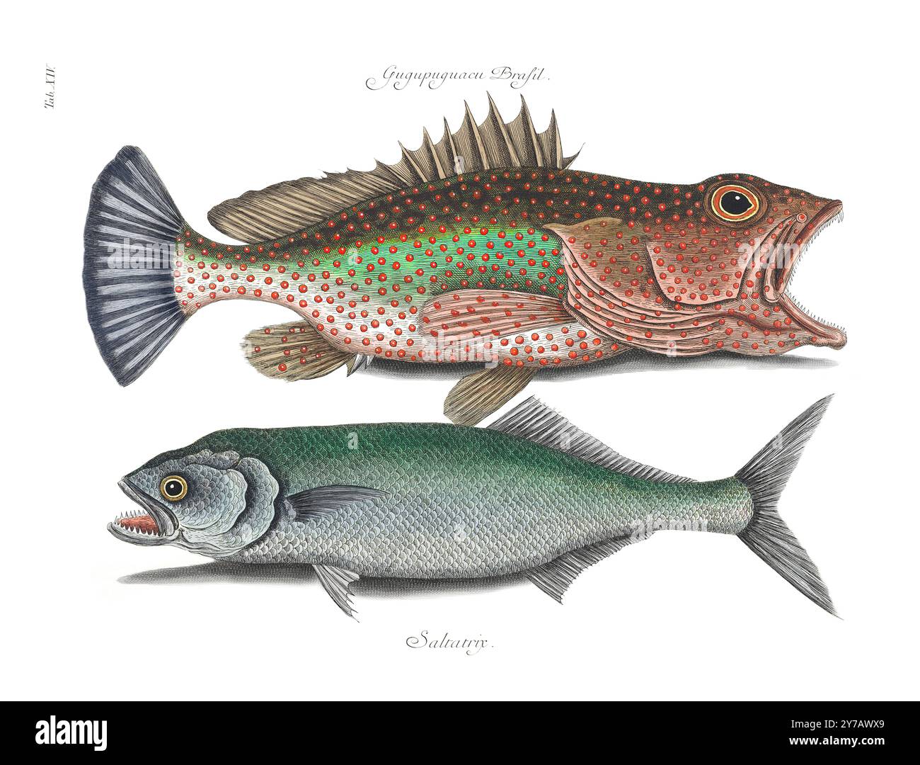 Hind Fish. Segna Catesby. 1754 Foto Stock