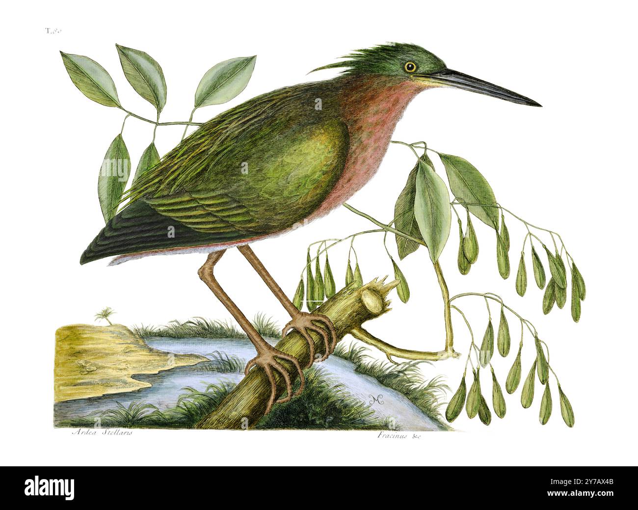 Bittern piccolo. Segna Catesby. 1754 Foto Stock