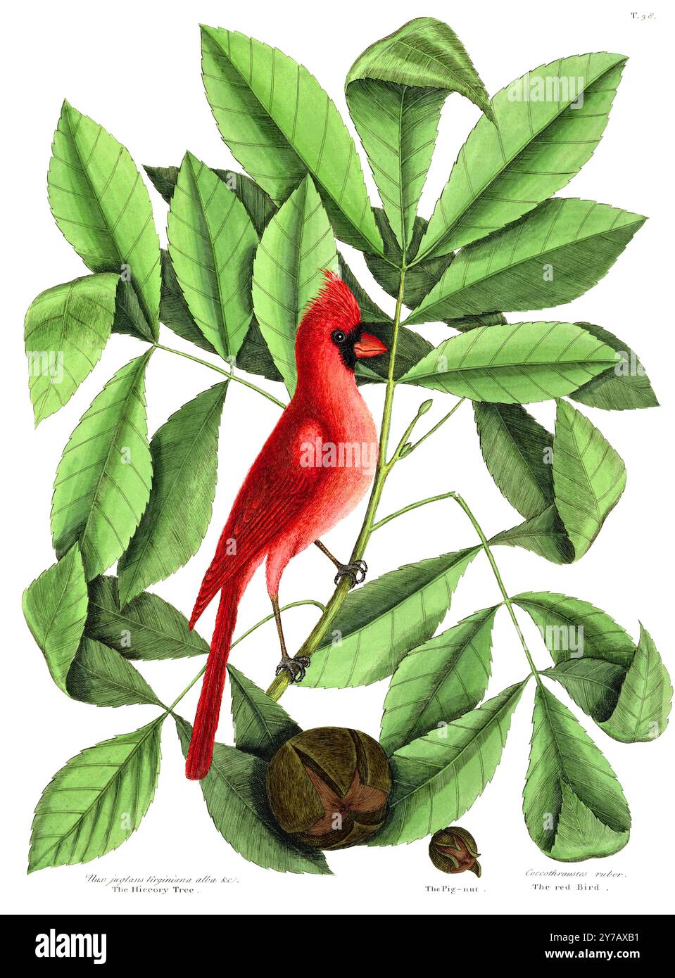 Cardinale Grosbeak. Segna Catesby. 1745 Foto Stock