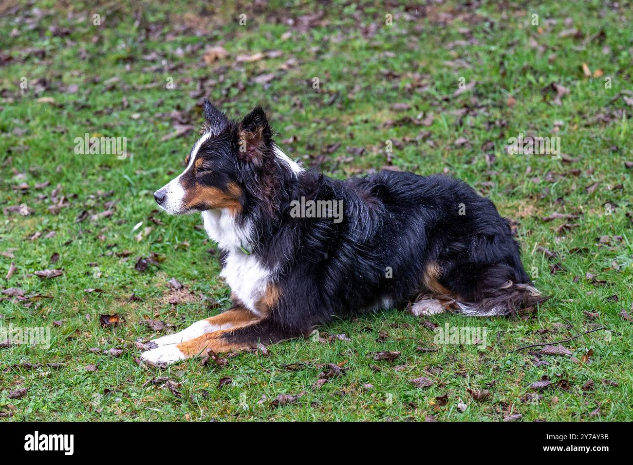 Border Collie durante l'addestramento dei cani Bad Hofgastein Hundeplatz Salisburgo Austria Foto Stock