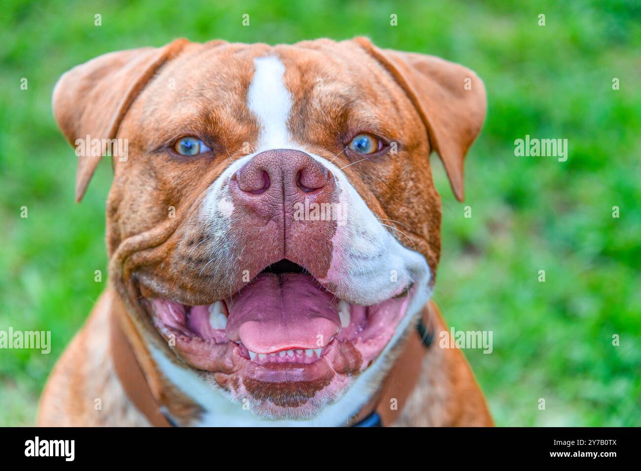 Ritratto di un cane carino Foto Stock