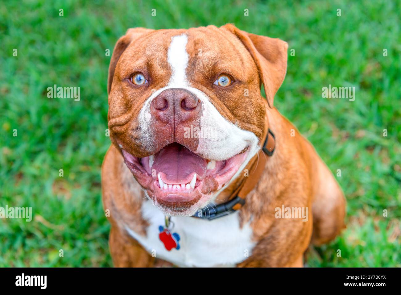 Ritratto di un cane carino Foto Stock
