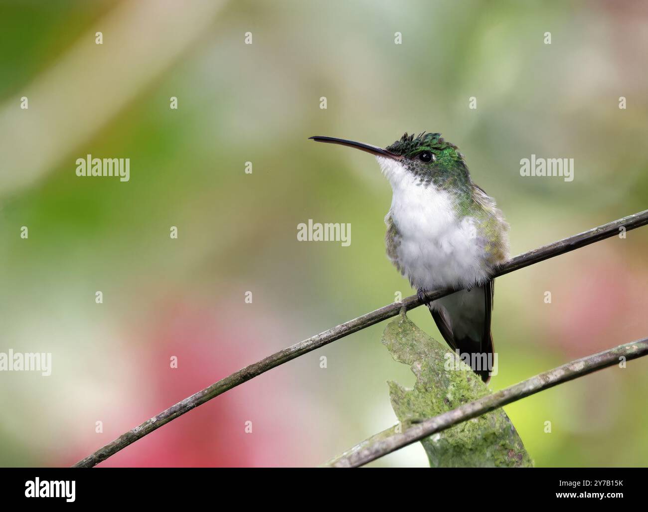 Smeraldo andino, Andenamazilie, Ariane de Francia, Amazilia franciae, andoki amazília, valle di Mindo, Ecuador, Sud America Foto Stock