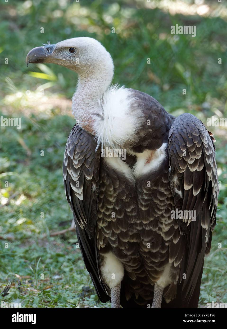 Avvoltoio di Rüppell, avvoltoio griffon di Rüppell, Sperbergeier, Vautour de Rüppell, Gyps rueppellii, karvalykeselyű, Zoo, Ungheria, Magyarország, Europa Foto Stock