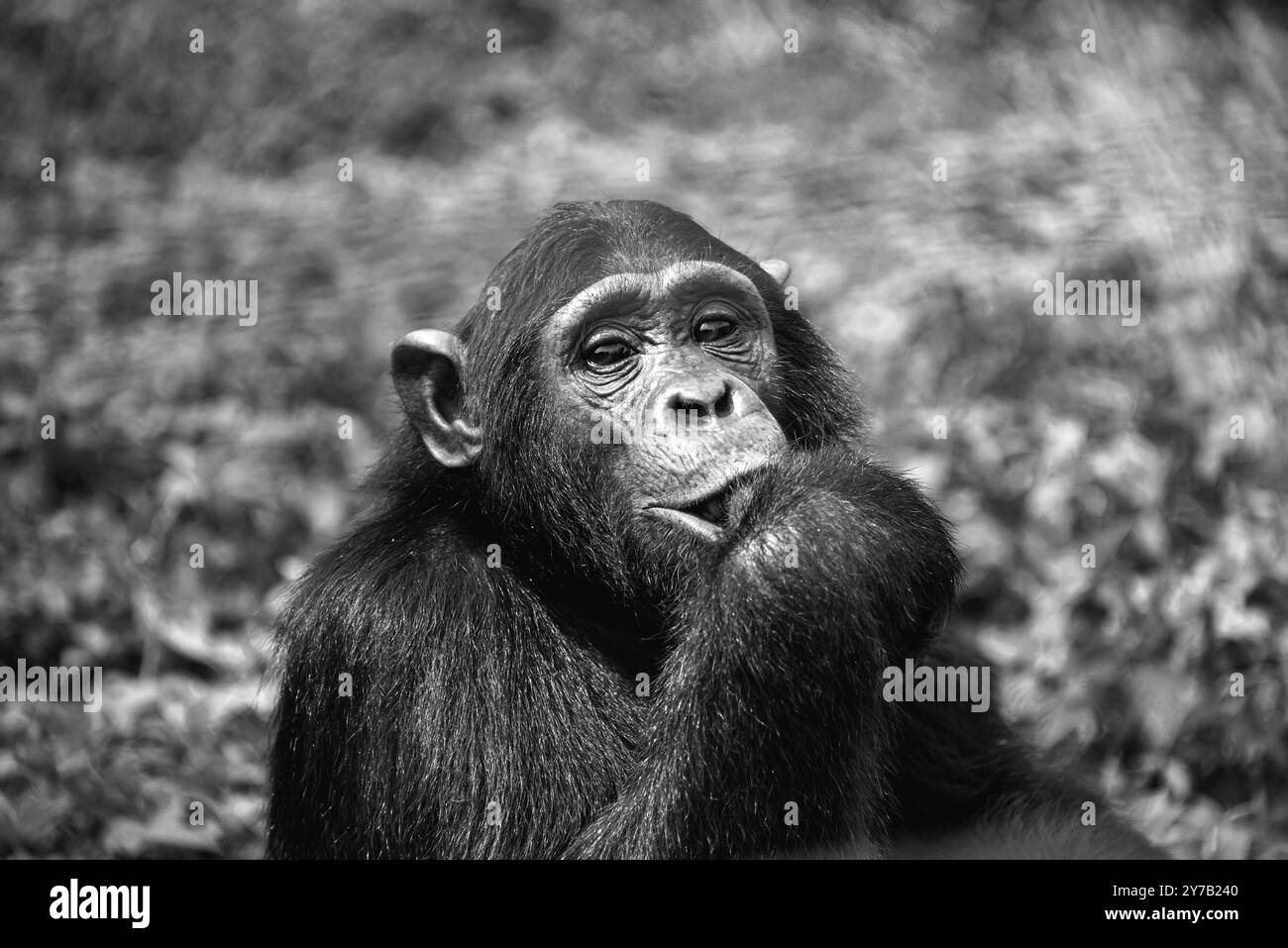 Un primo piano di un Chimpanzee (Pan troglodytes) al Ngamba Island Chimpanzee Sanctuary nel Lago Victoria in Uganda. Foto Stock