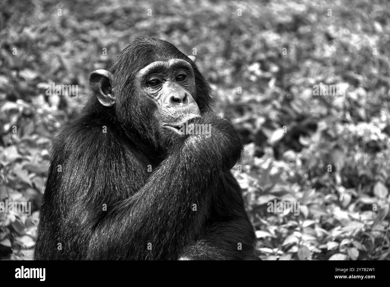 Un primo piano di un Chimpanzee (Pan troglodytes) al Ngamba Island Chimpanzee Sanctuary nel Lago Victoria in Uganda. Foto Stock