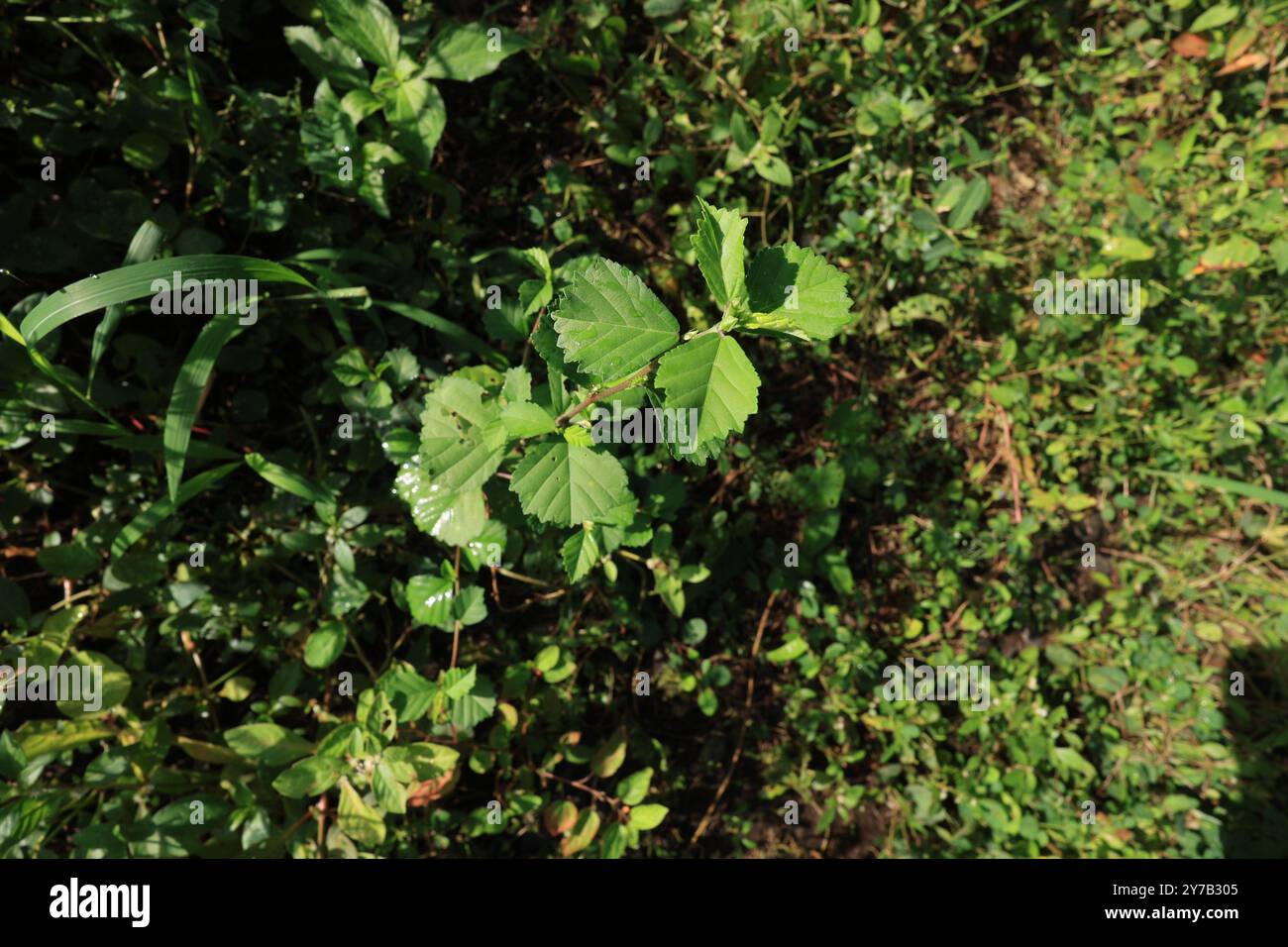 Questa pianta versatile è nota per le sue proprietà medicinali e l'importanza ecologica. #plantlife #naturephotography #sida #medicalplants Foto Stock