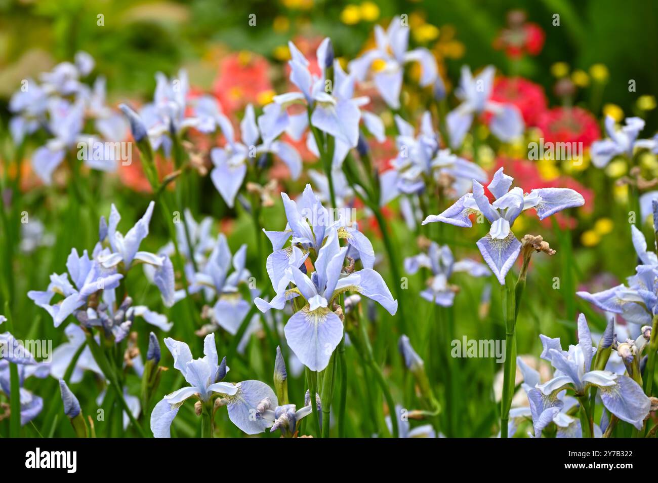 Fiori primaverili di Iris sibirica Perry's Blue in UK Garden May Foto Stock