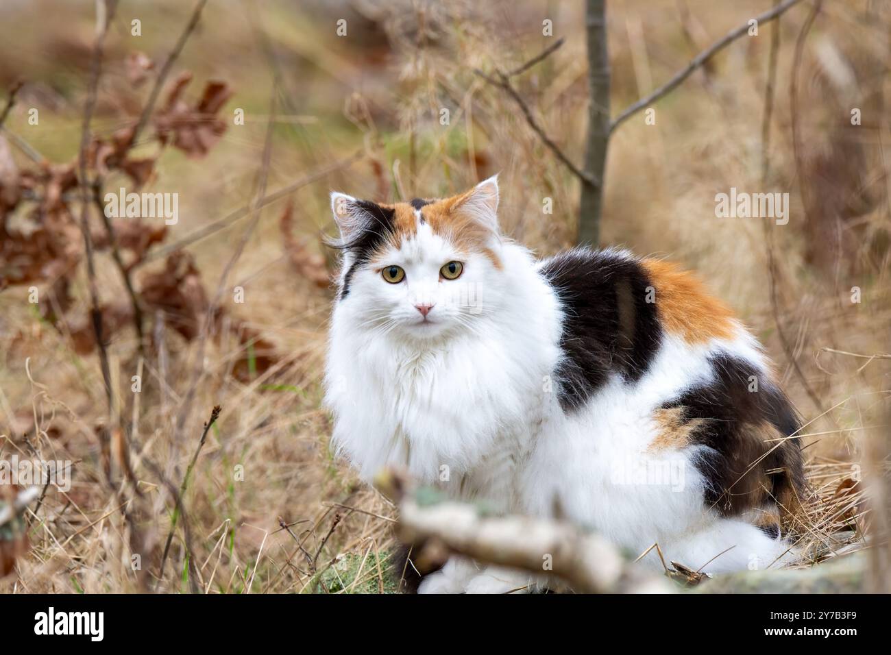 Un gatto calico con sorprendenti motivi di pelliccia si siede tranquillamente in una radura della foresta, circondato da toni terrosi di foglie cadute e erba alta durante il lat Foto Stock