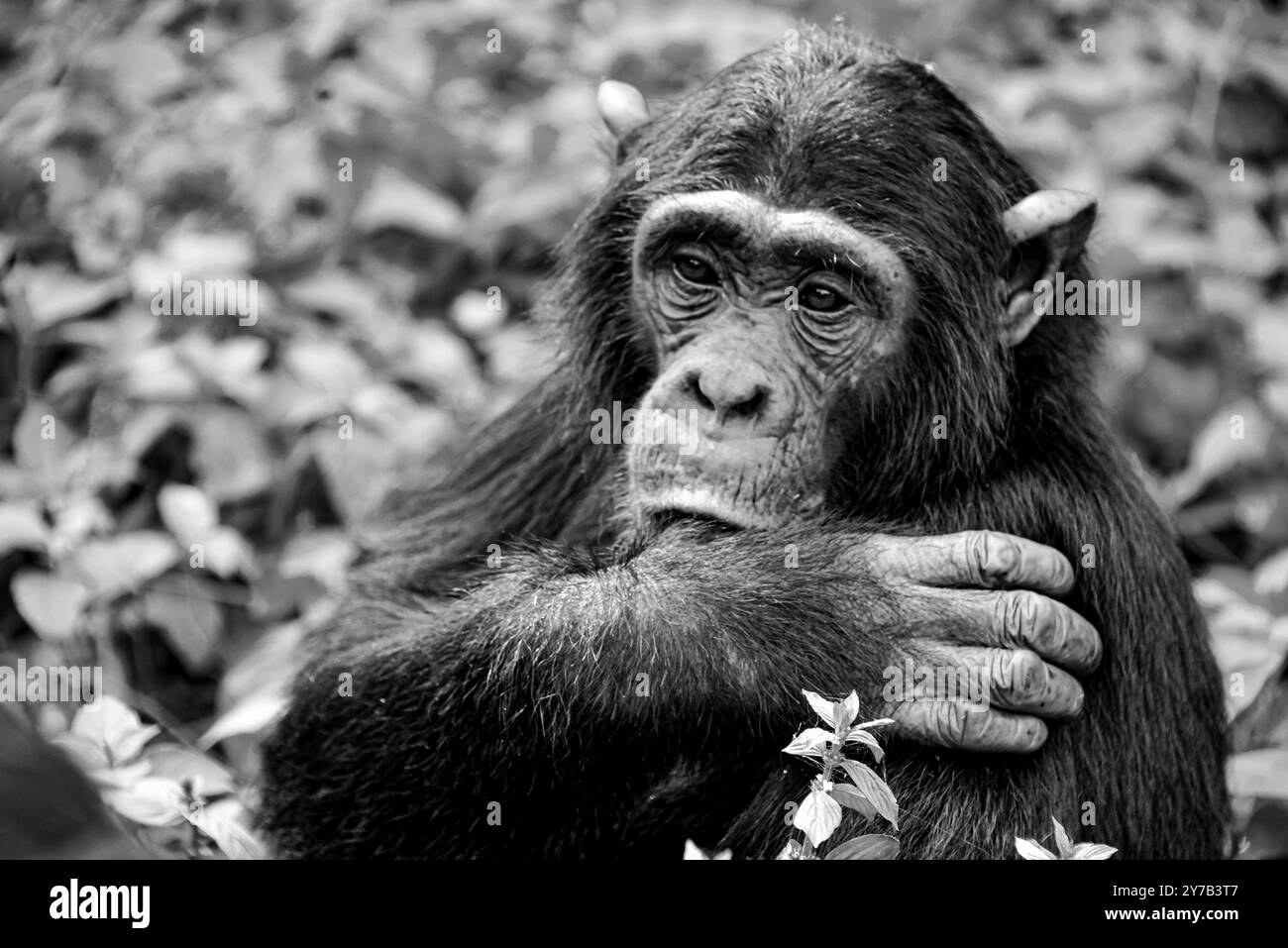 Un primo piano di un Chimpanzee (Pan troglodytes) al Ngamba Island Chimpanzee Sanctuary nel Lago Victoria in Uganda. Foto Stock
