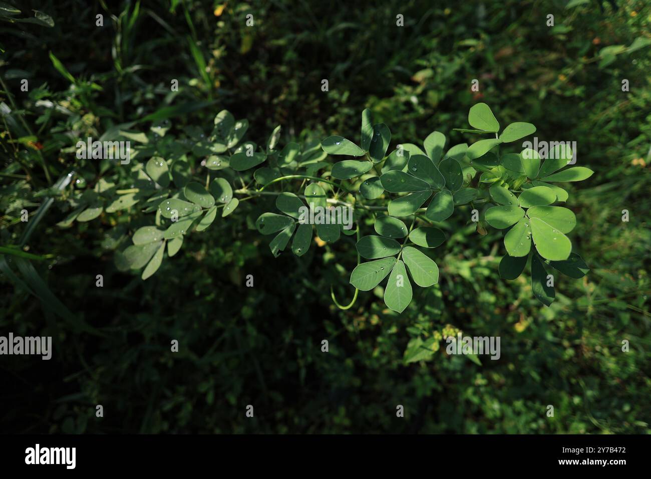 Scoprite la Senna Tora, una pianta vibrante con una ricca storia di usi medicinali. Il suo aspetto e i potenziali benefici per la salute lo rendono una pianta preziosa. Foto Stock