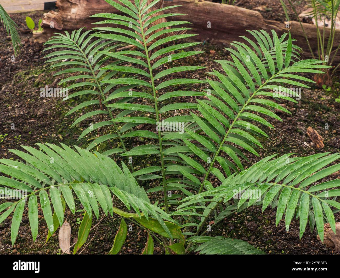 Pianta giovane con fronde pinnate verdi arcuate e spinose del cicade semi-resistente dell'Africa australe, Encephalartos senticosus Foto Stock