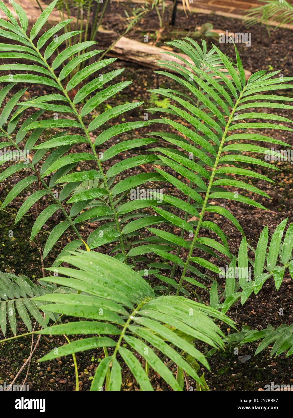 Pianta giovane con fronde pinnate verdi arcuate e spinose del cicade semi-resistente dell'Africa australe, Encephalartos senticosus Foto Stock