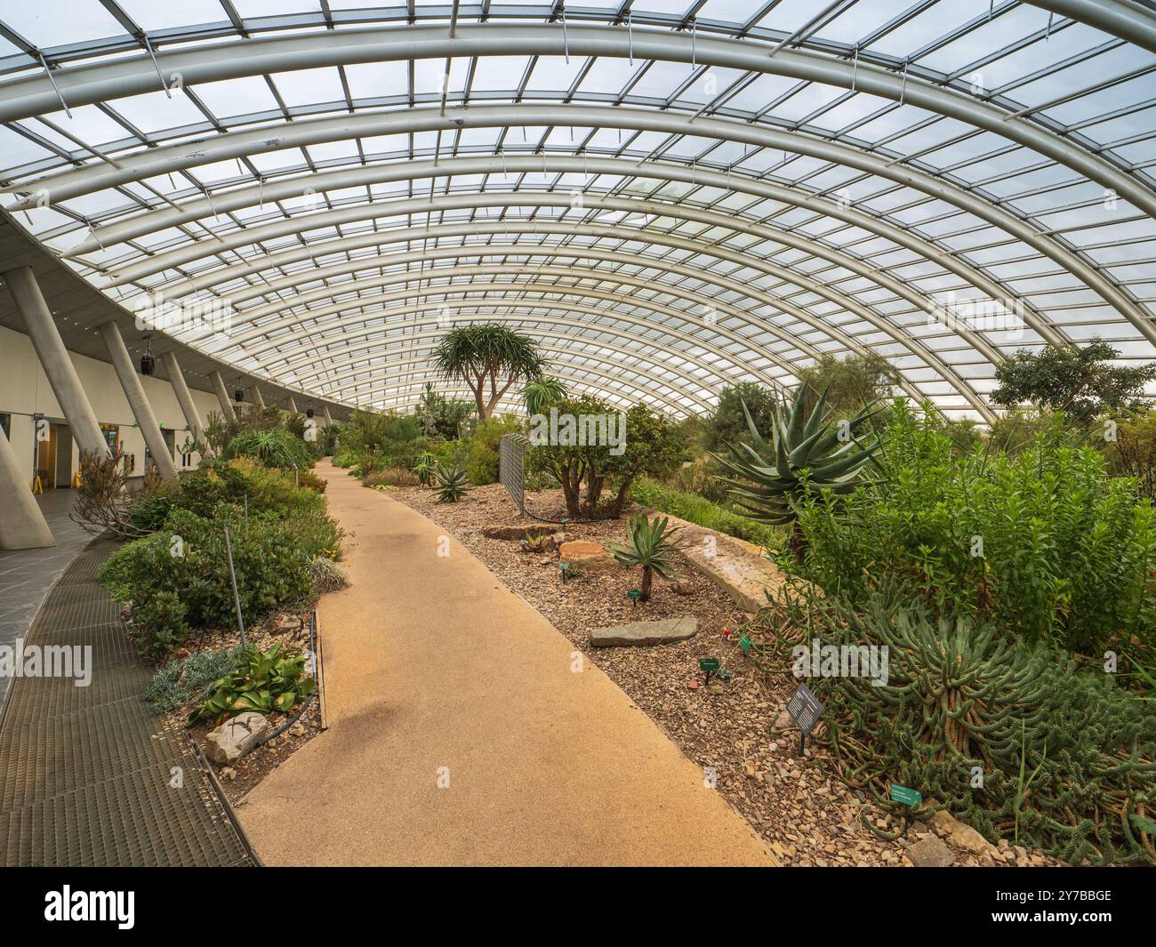 All'interno della grande Glasshouse presso il Giardino Botanico Nazionale del Galles e le zone climatiche mediterranee Foto Stock