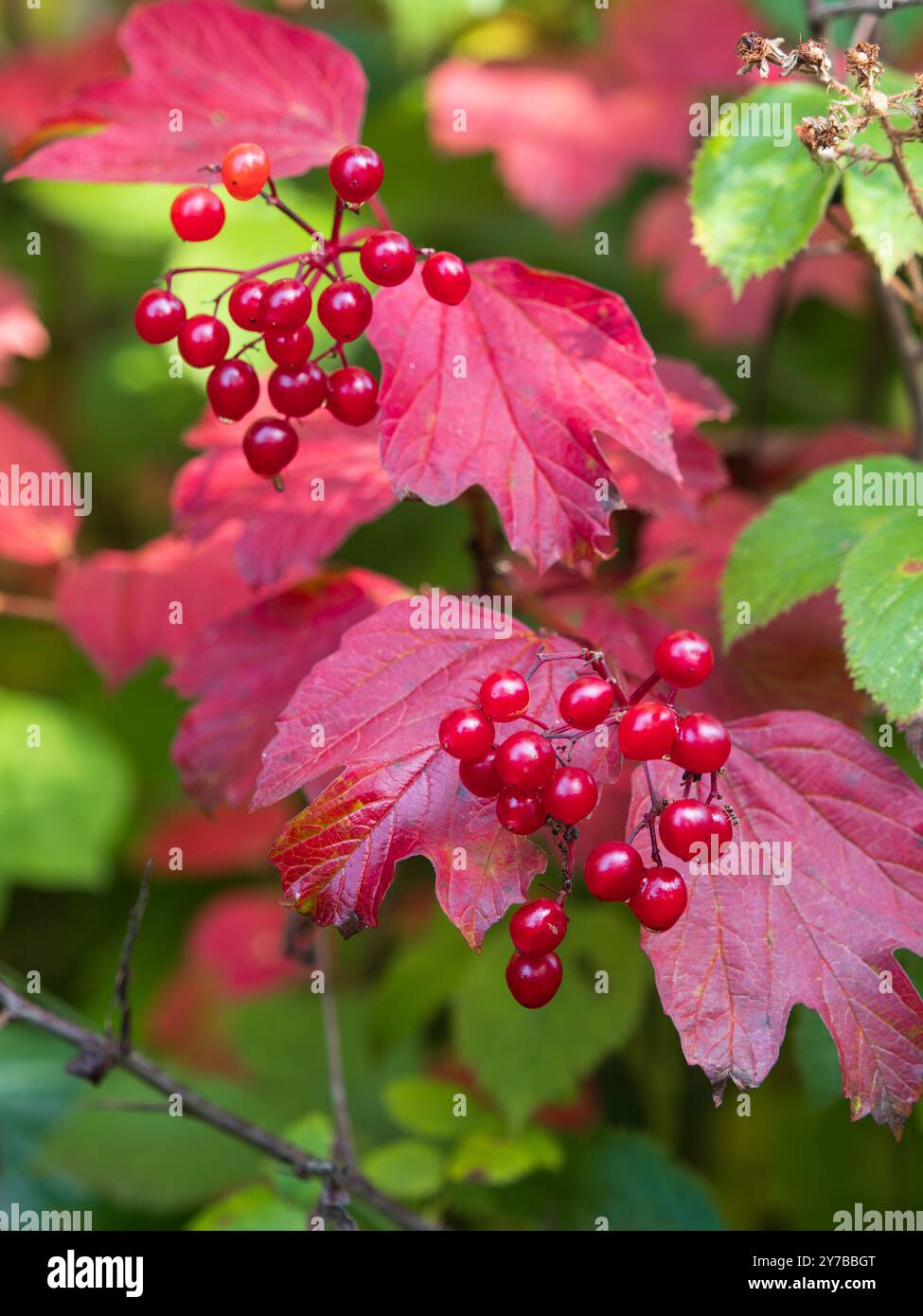 Bacche autunnali rosse sullo sfondo di foglie autunnali del robusto arbusto britannico, rosa cameriera, Viburnum opulus Foto Stock