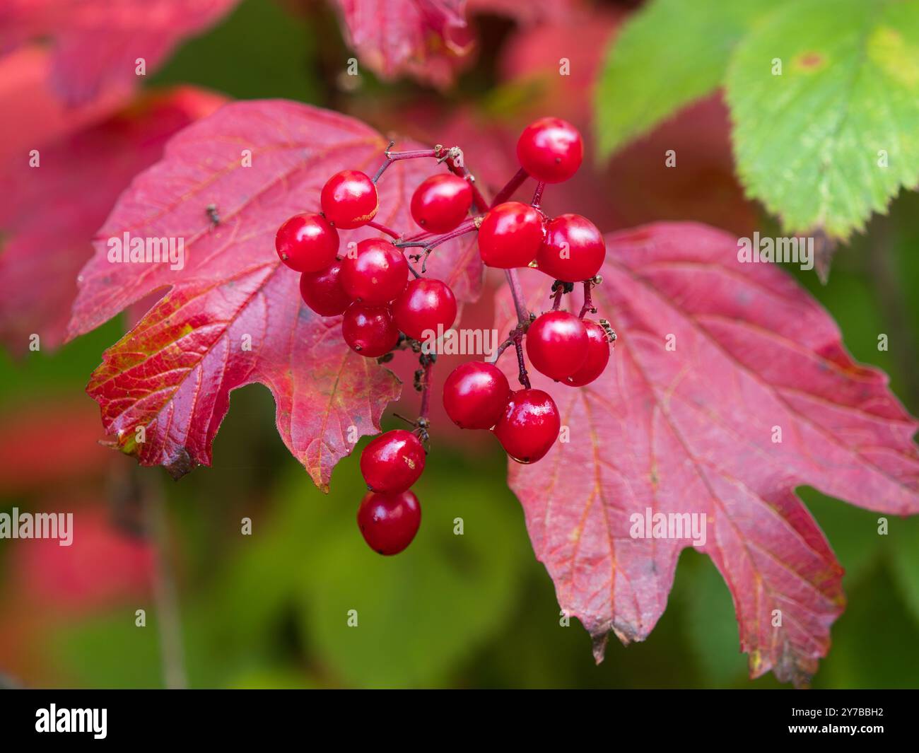 Bacche autunnali rosse sullo sfondo di foglie autunnali del robusto arbusto britannico, rosa cameriera, Viburnum opulus Foto Stock
