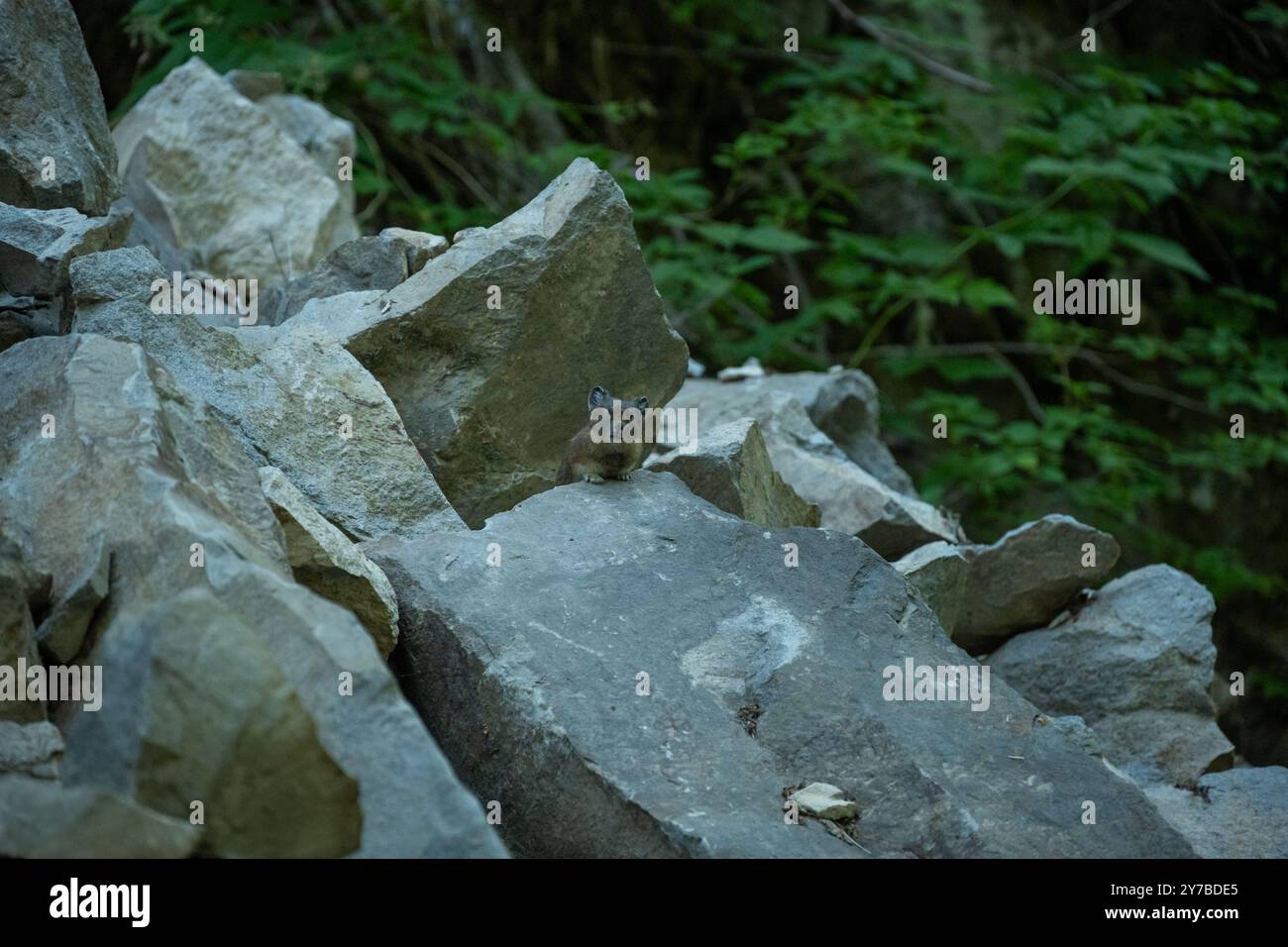 Pika guarda la fotocamera da Un punto panoramico roccioso nel Parco Nazionale del Monte Rainier Foto Stock