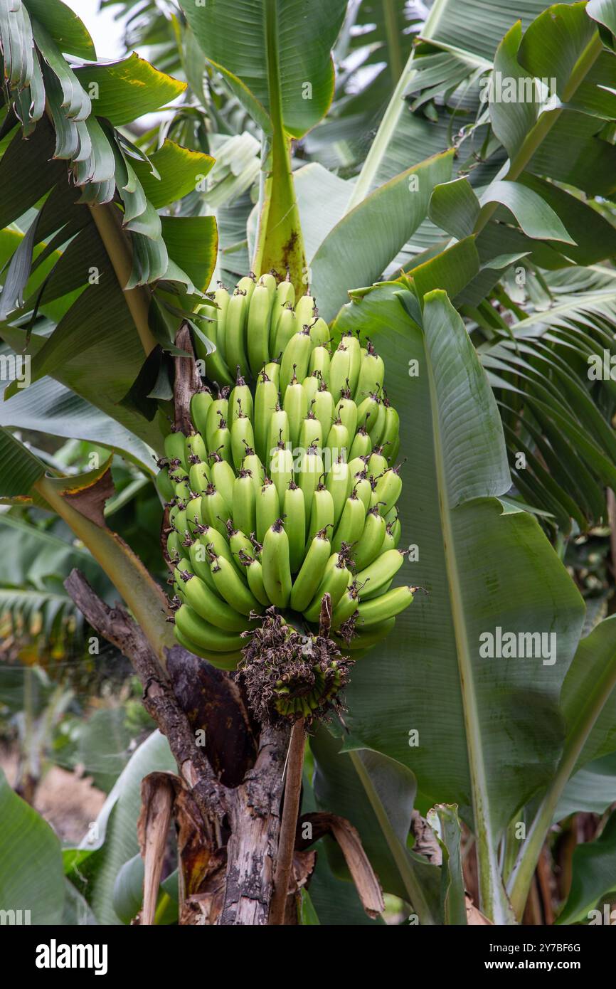 Banane che crescono nelle piccole fattorie collinari dell'isola portoghese di Madeira Foto Stock