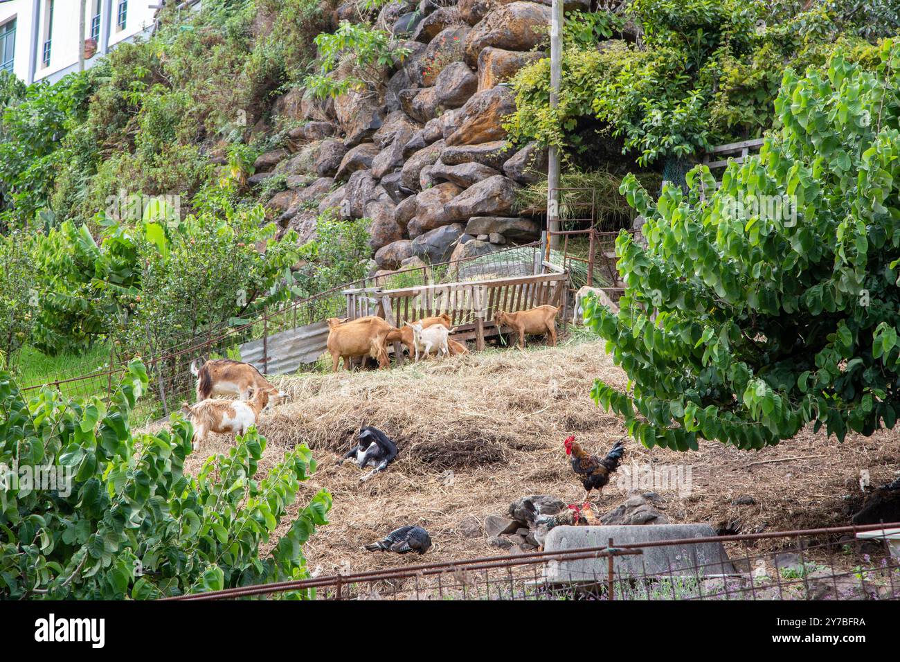 Capre e polli in una piccola fattoria collinare sull'isola portoghese di Madeira Foto Stock