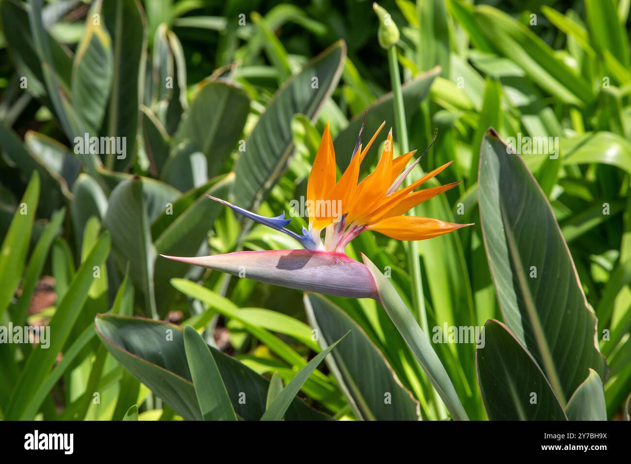 Emblema nazionale dell'isola portoghese di Madeira, il fiore dell'uccello del Paradiso Strelitzia Foto Stock