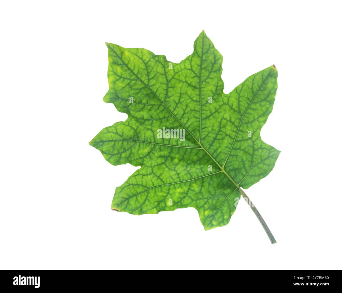 Un'immagine ritagliata di Solanum indicum o foglia Thai nightshade con precisi tracciati di ritaglio, collocata su uno sfondo bianco, che mostra la sua forma e venatura Foto Stock