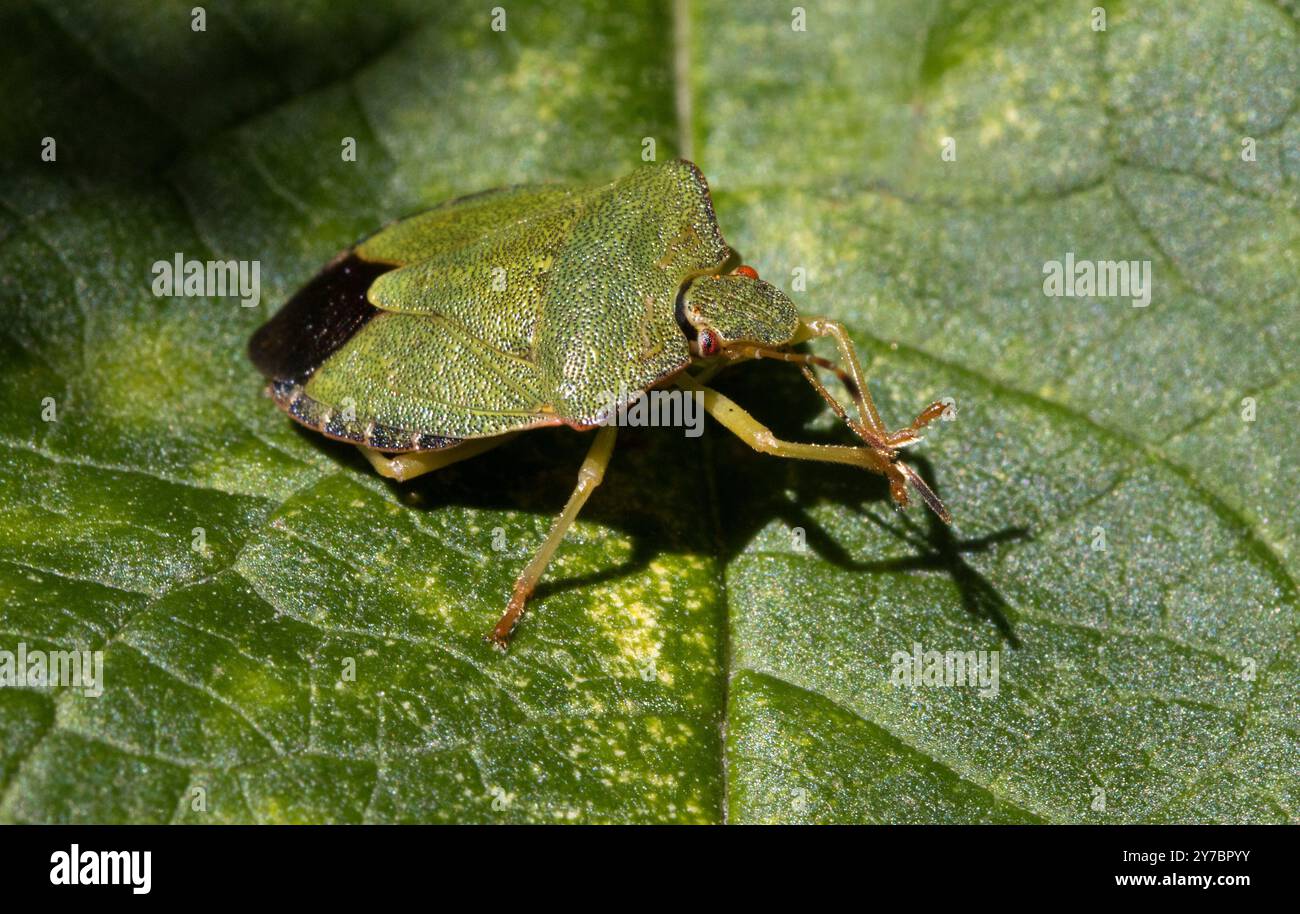 Bug scudo Foto Stock