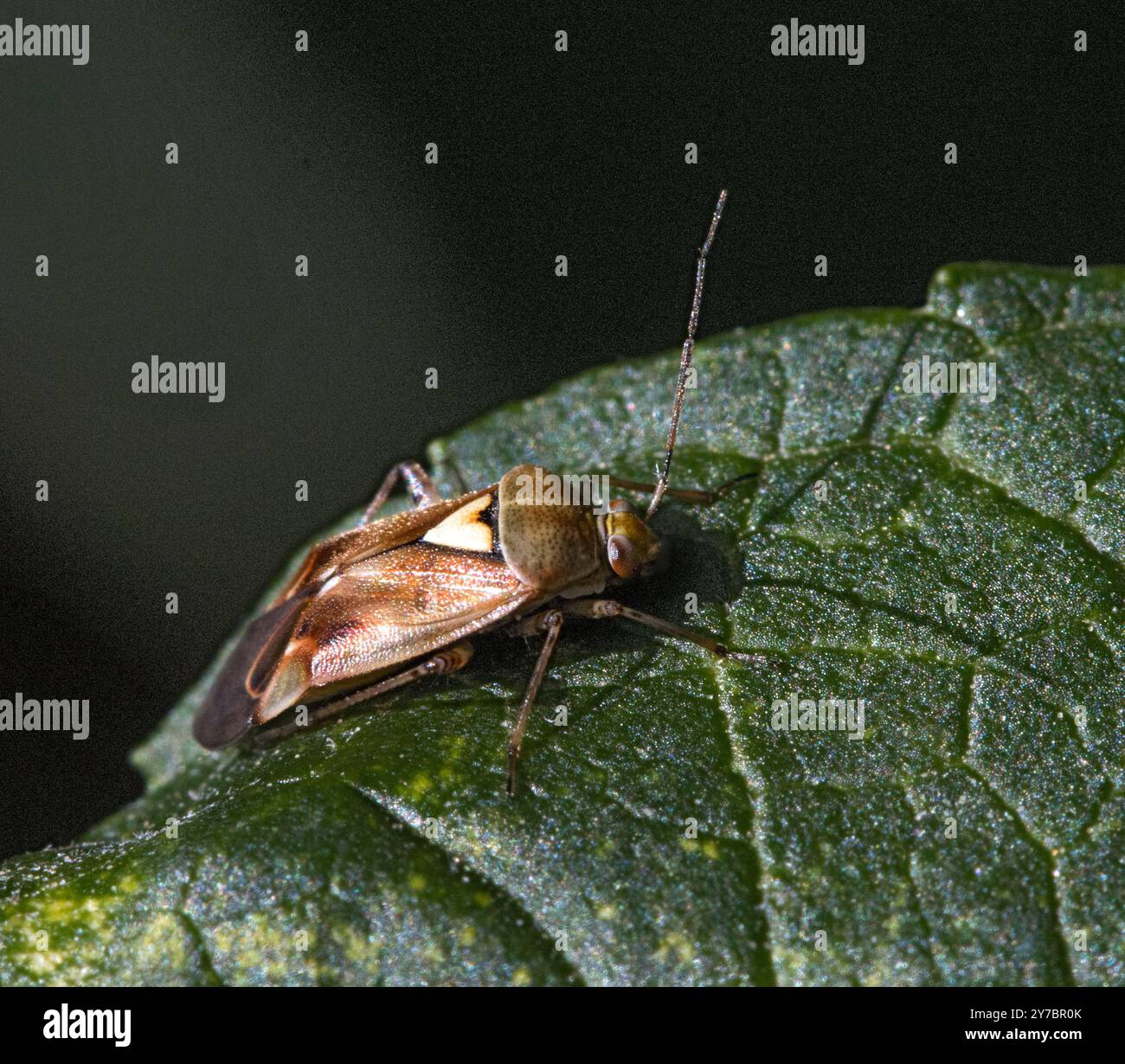 Lygus pratensis Foto Stock