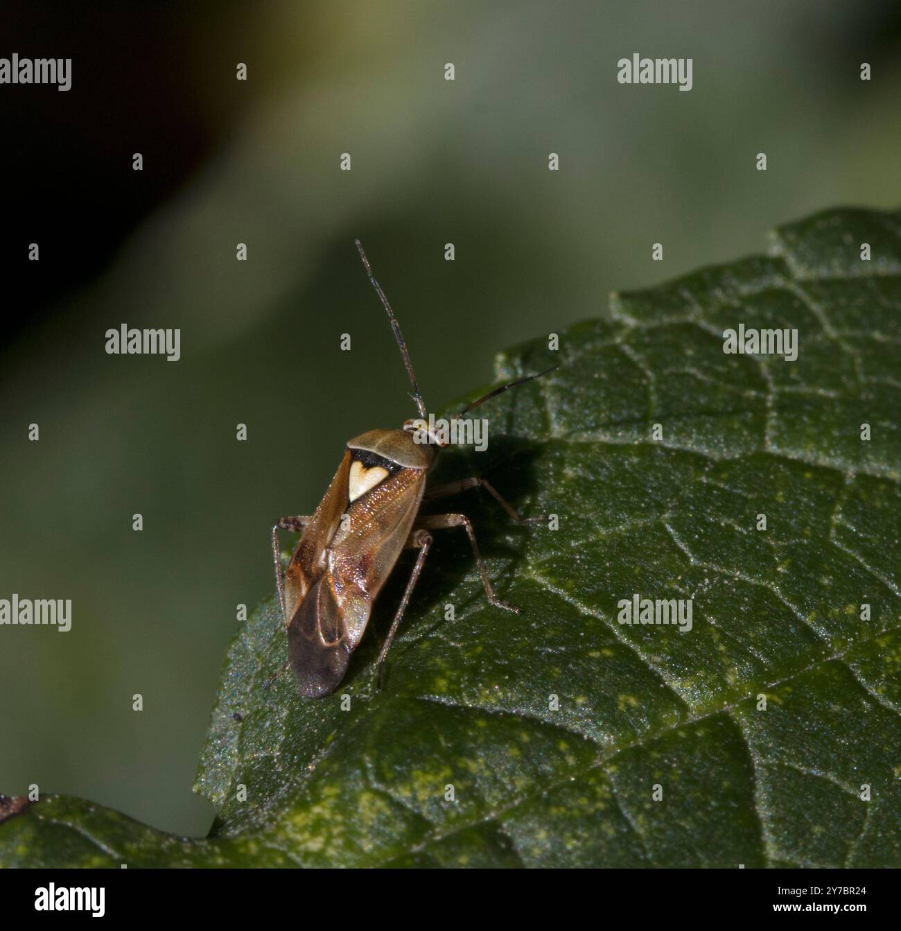 Lygus pratensis Foto Stock