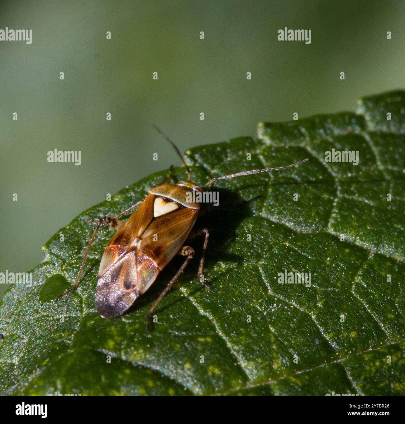 Lygus pratensis Foto Stock